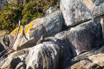 sea ​​lion on rock on abel tasman island in new zealand