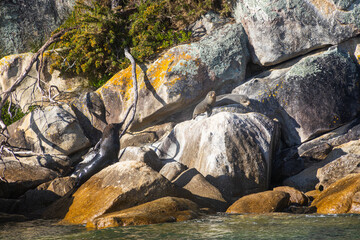sea ​​lion on rock on abel tasman island in new zealand