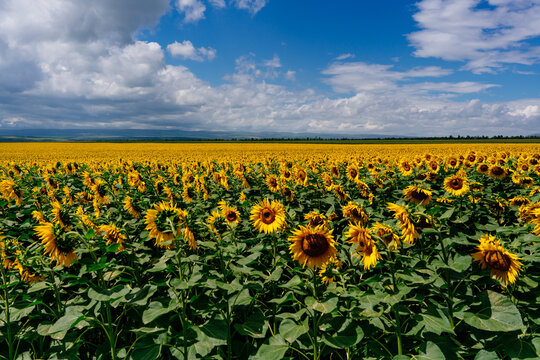 A field of blooming sunflowers with a bright blue summer sky and white clouds.