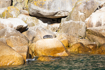 sea ​​lion on rock on abel tasman island in new zealand
