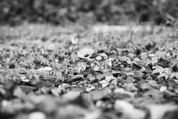 black and white Pretty yellow petite petals of Creeping daisy on dark green leaves, known as many name on located area are Singapore daisy, Trailing daisy