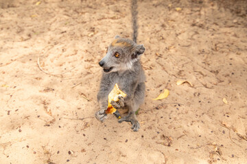 Obraz premium grey crowned lemur eating fruit