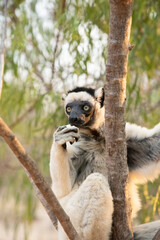 Verreaux's sifaka Madagascar. White sifaka with dark head.