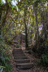 ladder on path between tropical trees on abel tasman island in new zealand