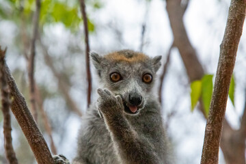 Eulemur coronatus Crowned Lemur close up