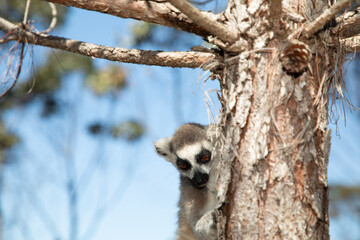 ring-tailed gray lemur in natural environment Madagascar