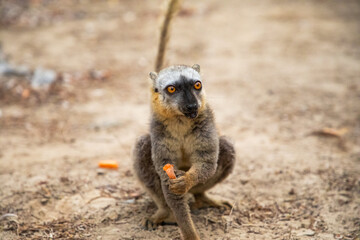 Common brown lemur (Eulemur fulvus) with orange eyes.