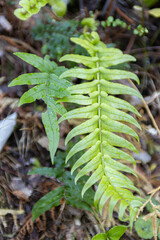 green plant leaf in abel tasman island in new zealand