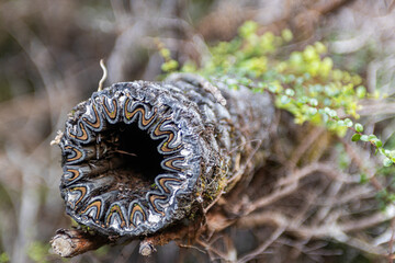 cut tree fern trunk on abel tasman island