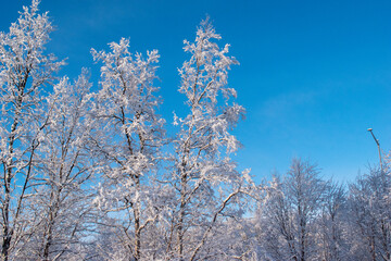 Idyllic panoramic view of a beautiful white winter wonderland scenery in Scandinavia with scenic golden evening light at sunset in winter, northern Europe.