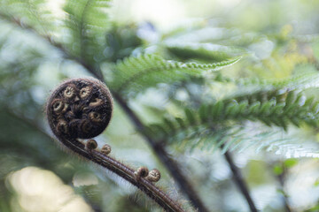 tree fern branch on abel tasman island in new zealand