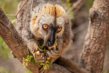 Common brown lemur (Eulemur fulvus) with orange eyes.
