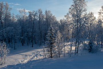 Idyllic panoramic view of a beautiful white winter wonderland scenery in Scandinavia with scenic golden evening light at sunset in winter, northern Europe.