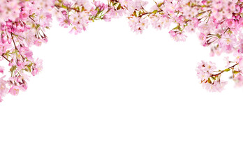 Fototapeta na wymiar Fresh bright pink cherry blossom flowers on a tree branch in spring, sakura springtime season, isolated against a transparent background.