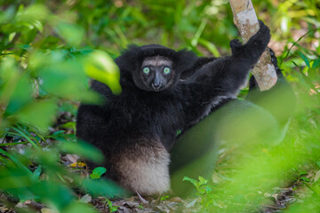 Lemur Indri indri, babakoto largest lemur from Madagascar