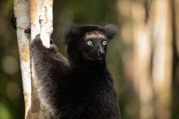 Lemur Indri indri, babakoto largest lemur from Madagascar