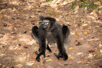 Lemur Indri indri, babakoto largest lemur from Madagascar