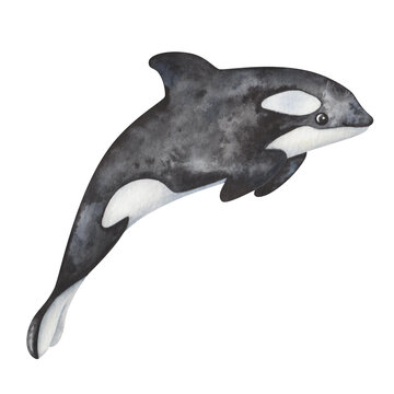 Watercolor illustration. Hand painted black-and-white orca, killer whale, dolphin. Ocean underwater mammal animal. North animal. Sea and ocean life. Isolated cartoon clip art for banners, posters