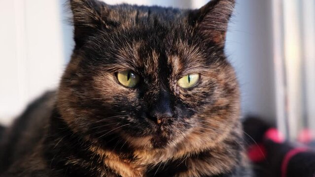 Wild view of shorthair tortoiseshell color cat looking out the window and at the camera lying on a wool blanket. Beautiful face of pet listening to surrounding sounds closeup. Happy animal has a rest