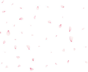 Sakura Flower Petals