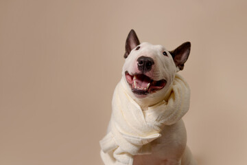 The dog is sitting on a beige background with a towel. Bull Terrier with a towel takes a bath or a...