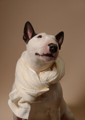The dog is sitting on a beige background with a towel. Bull Terrier with a towel takes a bath or a beauty treatment. Dog spa relax. Place for text - 730133656