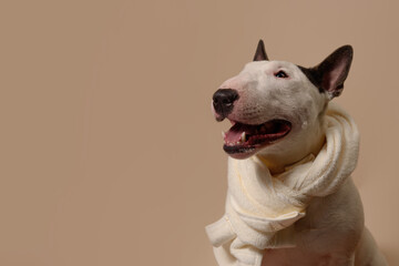The dog is sitting on a beige background with a towel. Bull Terrier with a towel takes a bath or a beauty treatment. Dog spa relax. Place for text - 730133680