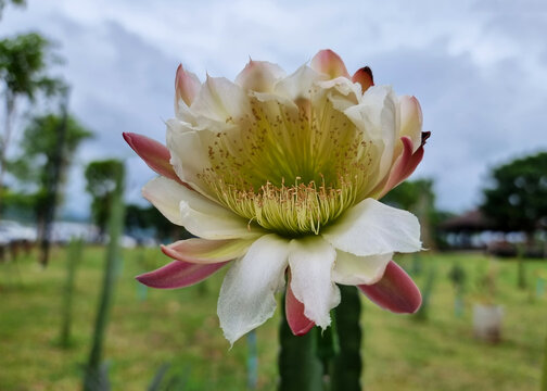The Cereus Jamacaru flower in ornamental plants' farm: known as Mandacaru or Cardeiro, is a cactus common in the Brazilian northeast which often grows up to 5 metres (20 ft) high.