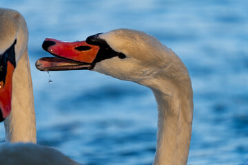 Aggressive Swan in close up view who want to hit a other Swan