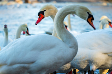 White Swan with a romantic symbol curved neck 