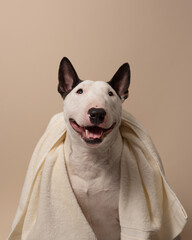The dog is sitting on a beige background with a towel. Bull Terrier with a towel takes a bath or a beauty treatment. Dog spa relax. Place for text