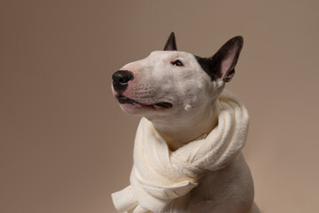 The dog is sitting on a beige background with a towel. Bull Terrier with a towel takes a bath or a beauty treatment. Dog spa relax. Place for text - 730134282
