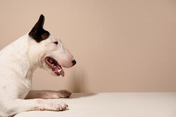 White Bull Terrier dog climbs up on white table and looking forward and waiting, area for copy space in kitchen. Dog among beige background. Place for text