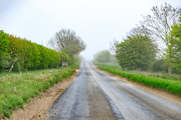 Misty Morning Drive Through Lush Greenery