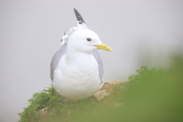 Graceful Seagull Rests Amidst the Misty Greens