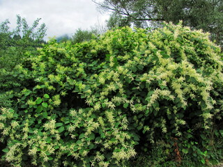 Fototapeta premium Japanese Knotweed in Bloom