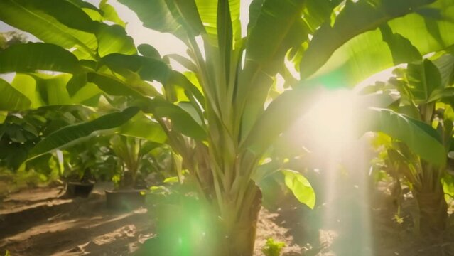 banana plantations swaying in the wind on a sunny day