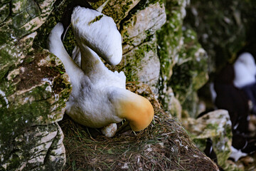 A Gannet’s Tender Moment: Nestling with Her Egg