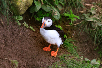A Puffin’s Haven: Guarding the Nest Amidst Greenery