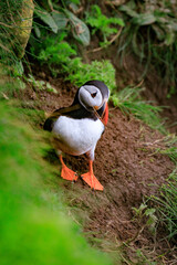 A Puffin’s Rest Amidst the Verdant Greenery