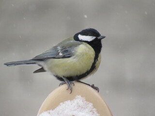 Tit bird