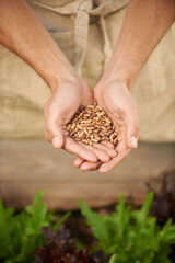 Closeup, man and hands together with seeds for planting, growth and development in greenhouse. Male...