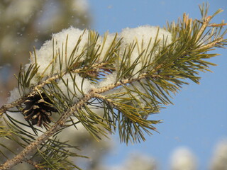 pine cone on a branch