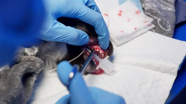 During a freezing event, a person with electric blue gloves performs a delicate operation on a small animal, showcasing their skilled gestures.