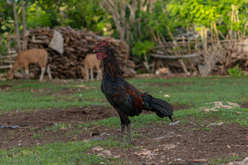 A majestic black rooster stands tall in a farmyard. Its iridescent feathers shimmer in the natural light, with a backdrop of a log pile and greenery, evoking a rustic countryside atmosphere.