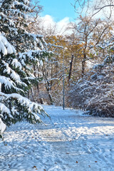 A beautiful winter park for walks on a sunny day.