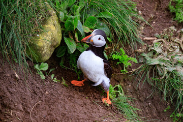 A Puffin’s Haven: Guarding the Nest Amidst Greenery