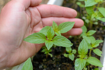 Purple and green basil seedlings in a greenhouse. High quality photo