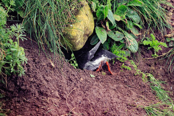 A Puffin’s Journey: Crafting a Cozy Burrow Home