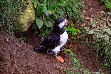 A Puffin’s Haven: Guarding the Nest Amidst Greenery